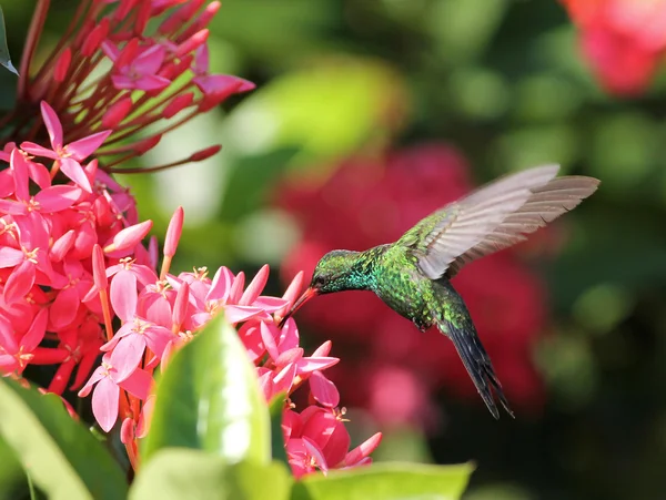 Hummingbird di smeraldo del canivetto — Foto Stock