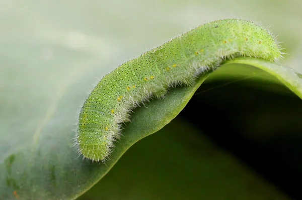 Lahana beyaz Caterpillar — Stok fotoğraf