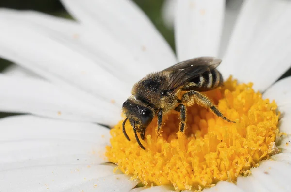 Abeja solitaria en una margarita — Foto de Stock