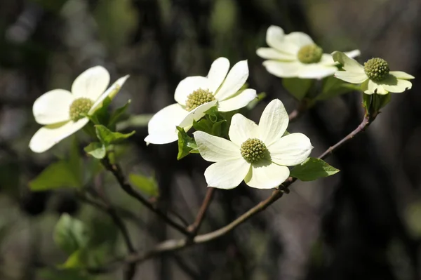 Çiçek Pasifik kızılcık sopası