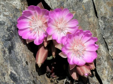 Three Bitterroot Flowers in a Crevice clipart