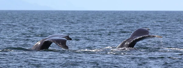 Dos ballenas jorobadas Flukes —  Fotos de Stock