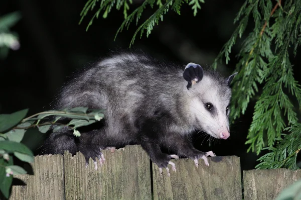 Virginia Opossum bir çit profildeki