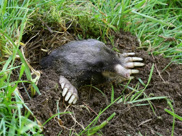 Der Maulwurf von townsend - scapanus townsendii — Stockfoto