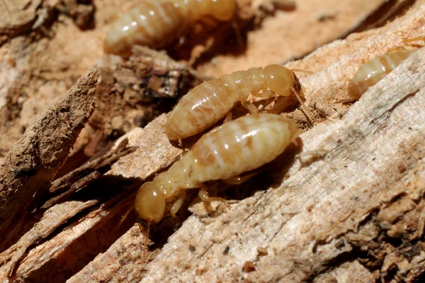 İşçi termitler çürümüş ahşap üzerine — Stok fotoğraf