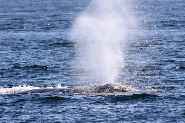 Gray Whale Spout Closeup — Stock Photo, Image
