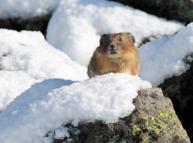 Pika on a Snowy Rock clipart