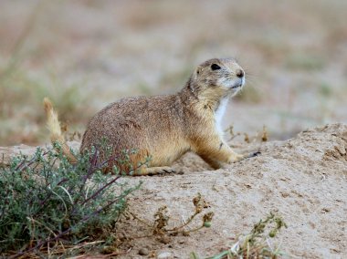 Çayır köpeği'ni bir tepe üzerinde