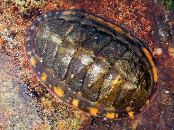 Çizgili chiton - Tonicella lineata