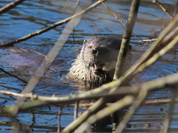 Loutre de rivière Manger un poisson — Photo