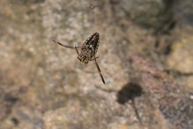Bir havuzda ortak Backswimmer