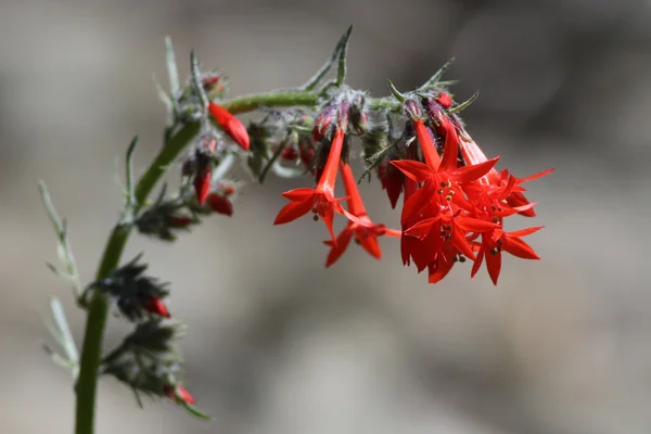 Gilia escarlata o Skyrocket — Foto de Stock