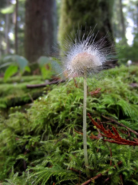 Mycena キノコの Spinellus fusiger — ストック写真