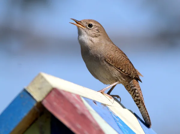 Casa Wren su una casa di uccelli — Foto Stock