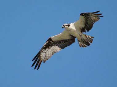 Osprey in Flight clipart