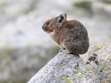 American Pika on a Rock clipart