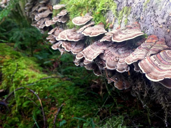 Turquia Tail Mushrooms - Trametes versicolor — Fotografia de Stock