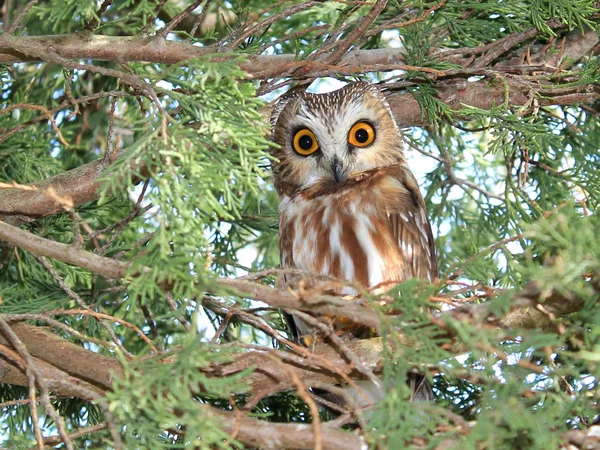 Sürpriz Kuzey Saw - uyandırmak baykuş