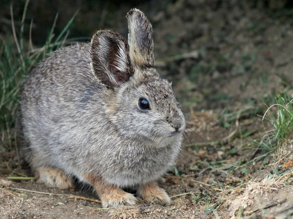 Conejo pigmeo de la cuenca Columbia — Foto de Stock