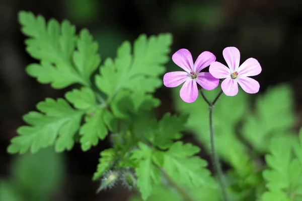 Herb Robert - Sardunya robertianum — Stok fotoğraf