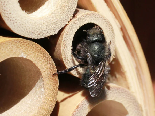 Eine Maurerbiene Beendet Ein Nest Einem Bambusrohr — Stockfoto