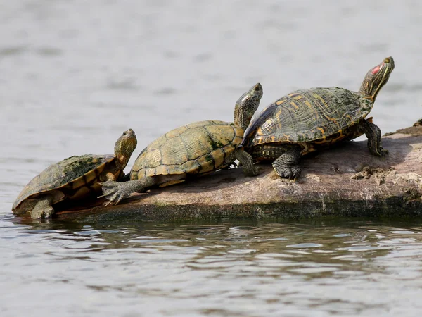 Schildkröten ruhen sich auf einem Baumstamm aus — Stockfoto