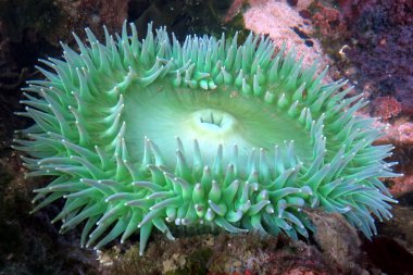 Dev Yeşil Anemone