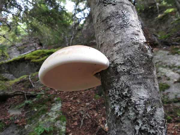 Poliporo de bétula - Piptoporus betulinus — Fotografia de Stock