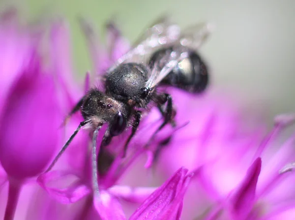Mason abeja en flores rosadas — Foto de Stock