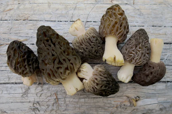Vahşi Morels seçmişsin