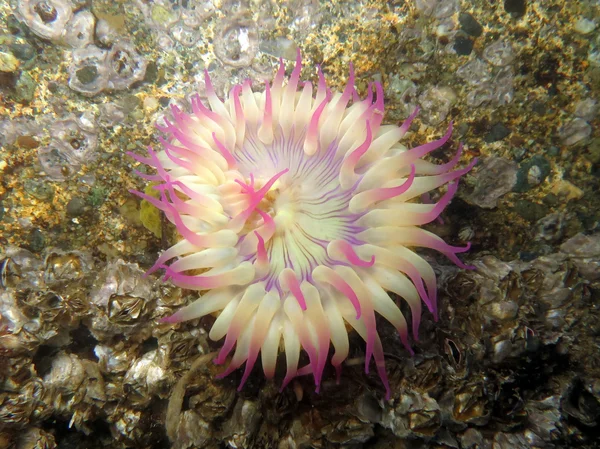 Aggregatanemone - Anthopleura elegantissima — Stockfoto