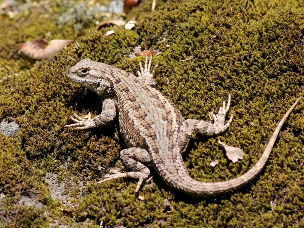 Lézard de clôture ouest — Photo