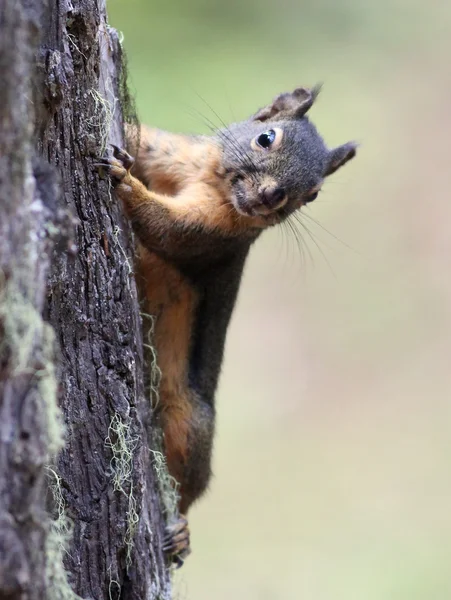 Douglas Squirrel bir ağaç gövdesi üzerinde