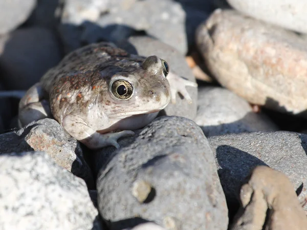 Grande bacia spadefoot Imagem De Stock