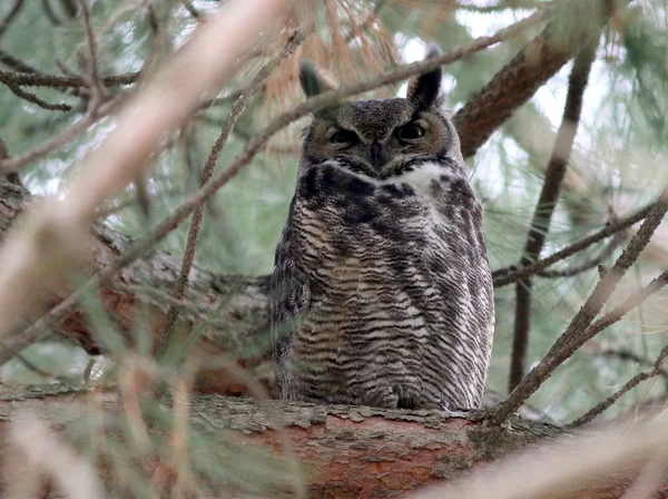 Great Horned Owl Hiding in Daytime Stock Image