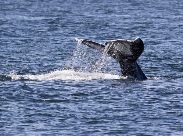 Gray Whale Fluke — Stock Photo, Image