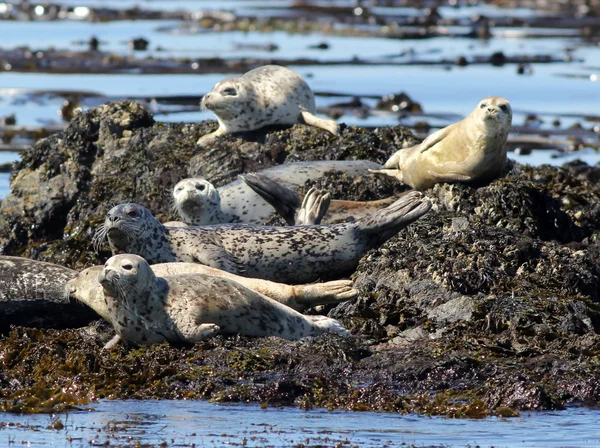 Harbor zeehonden getrokken uit — Stockfoto