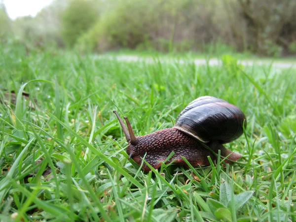 Escargot dans l'herbe — Photo
