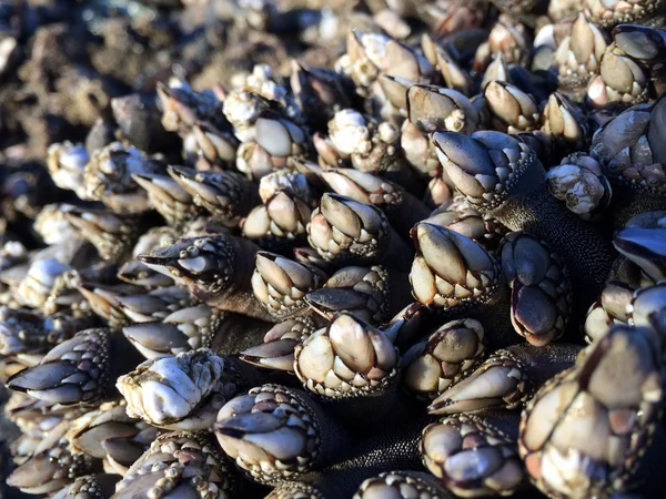 Barnacles cuello de cisne en sol — Foto de Stock