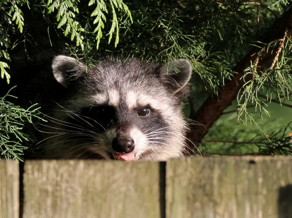 Waschbär hinter einem Zaun — Stockfoto