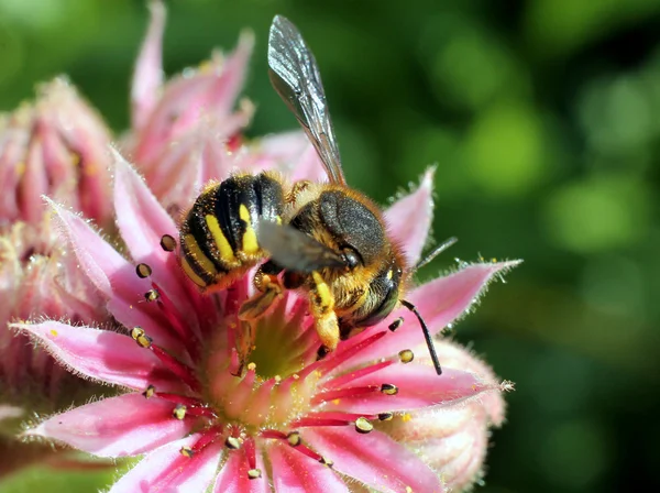Leafcutter arı Pembe çiçek