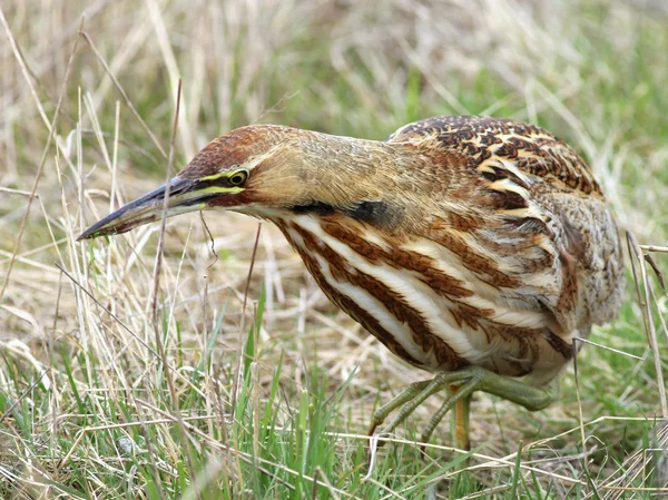Amerikan Balaban avcılık