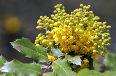 Oregon Grape in Bloom clipart