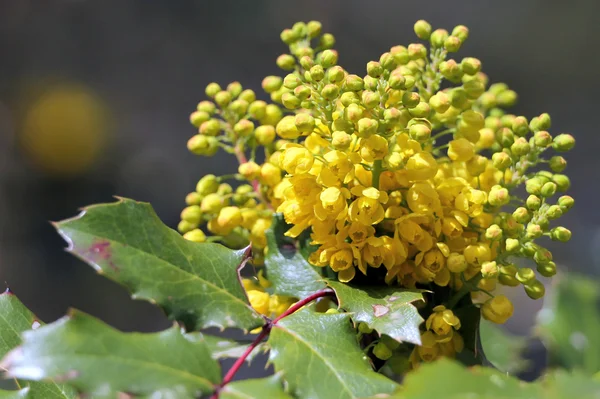 Oregon Uva en flor — Foto de Stock