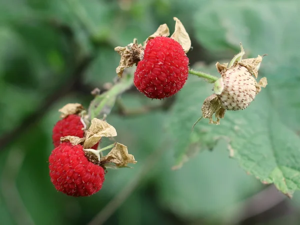 Thimbleberries - Rubus parviflorus