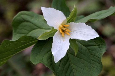 Pasifik Trillium - Trillium ovatum