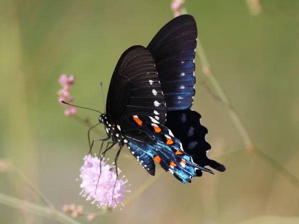 Pembe çiçek Pipevine Swallowtail — Stok fotoğraf