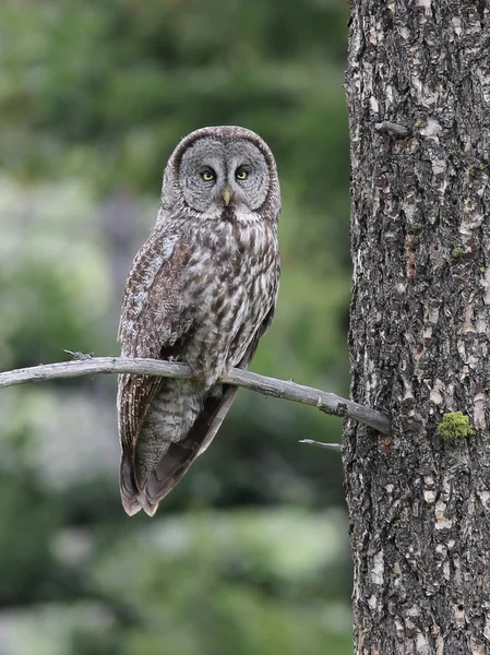 Grote grijze uil — Stockfoto