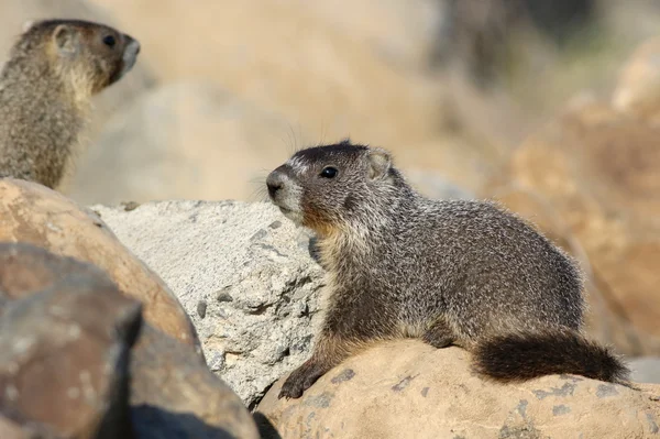 Marmota de vientre amarillo — Foto de Stock