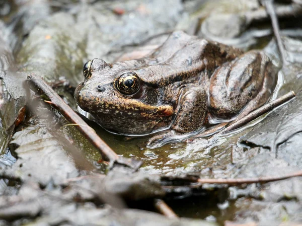 Vöröslábú béka a sárban — Stock Fotó